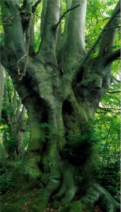 pollard-old-tree from woodland trust